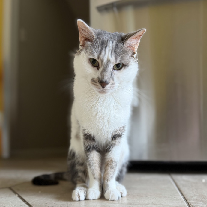 Julie's Purrfessional Cat Care