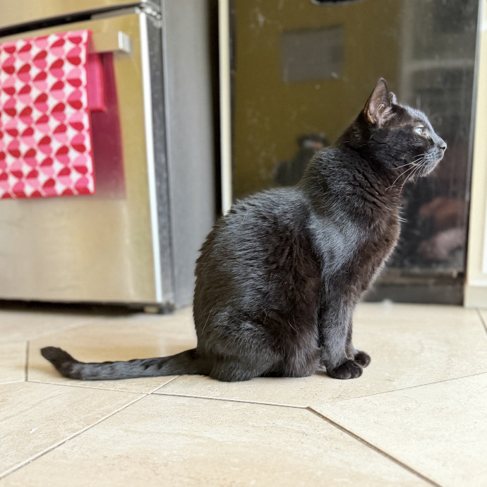 Julie's Purrfessional Cat Care