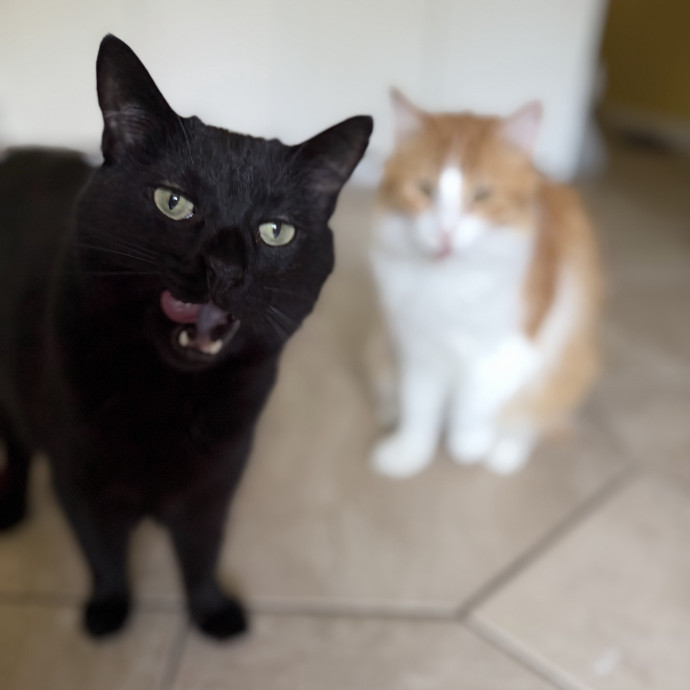 Julie's Purrfessional Cat Care