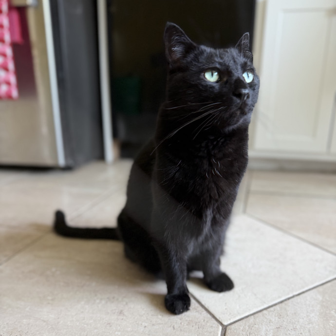 Julie's Purrfessional Cat Care
