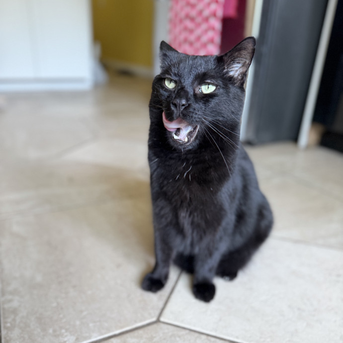 Julie's Purrfessional Cat Care