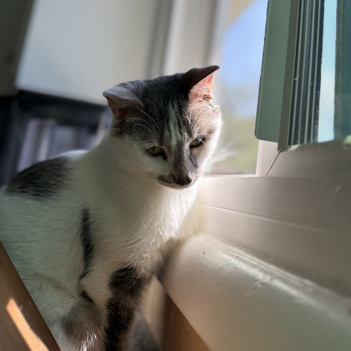 Julie's Purrfessional Cat Care