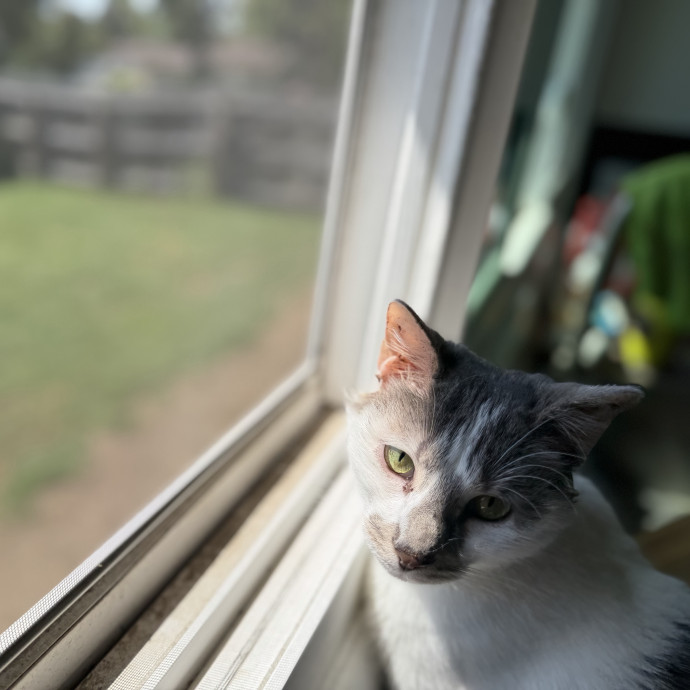 Julie's Purrfessional Cat Care