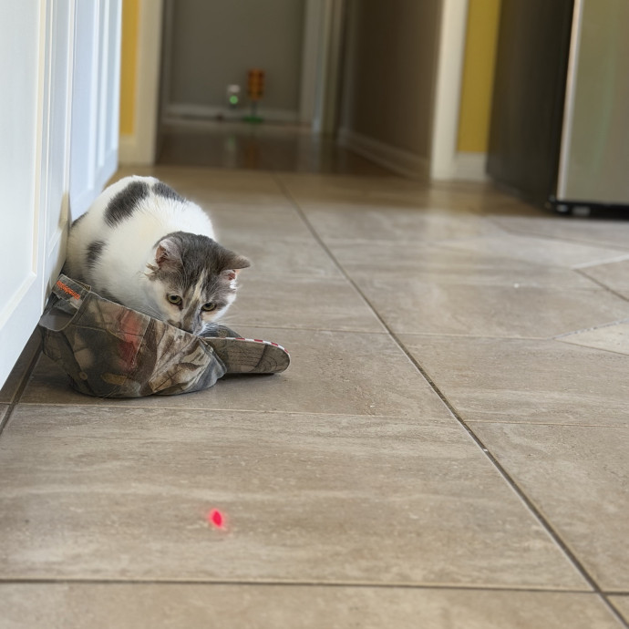 Julie's Purrfessional Cat Care