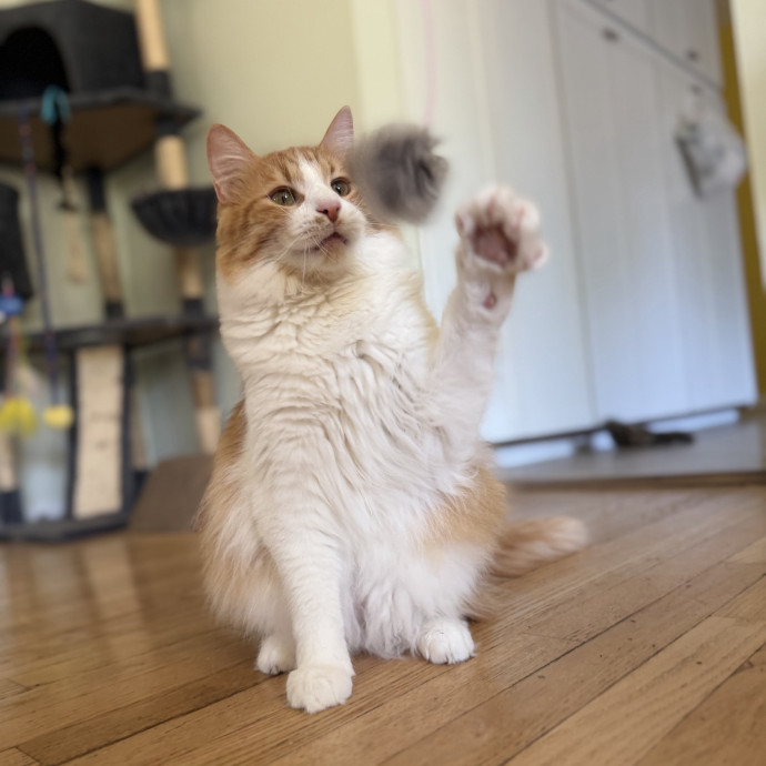 Julie's Purrfessional Cat Care