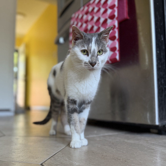 Julie's Purrfessional Cat Care