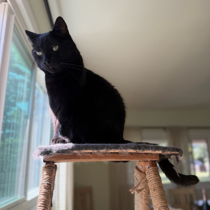 Julie's Purrfessional Cat Care