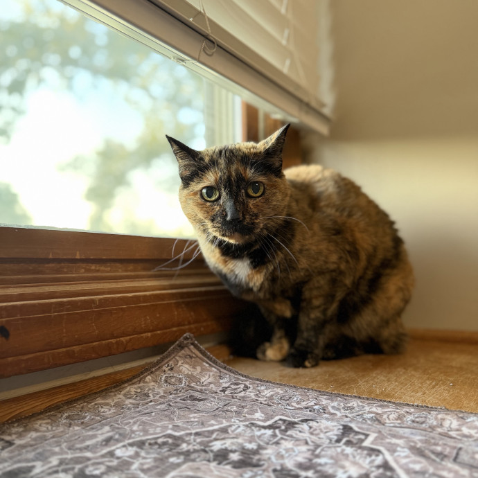 Julie's Purrfessional Cat Care
