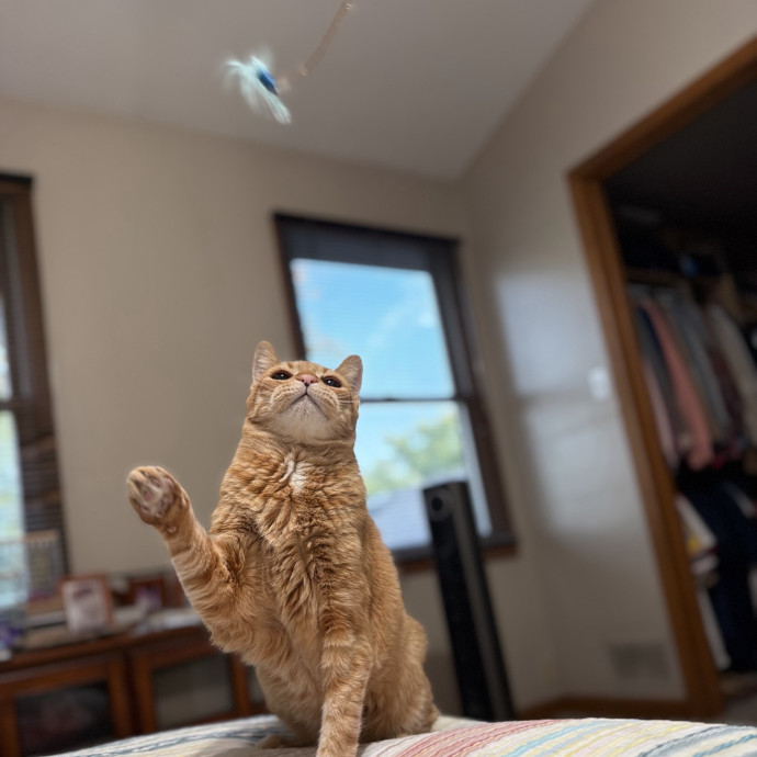Julie's Purrfessional Cat Care