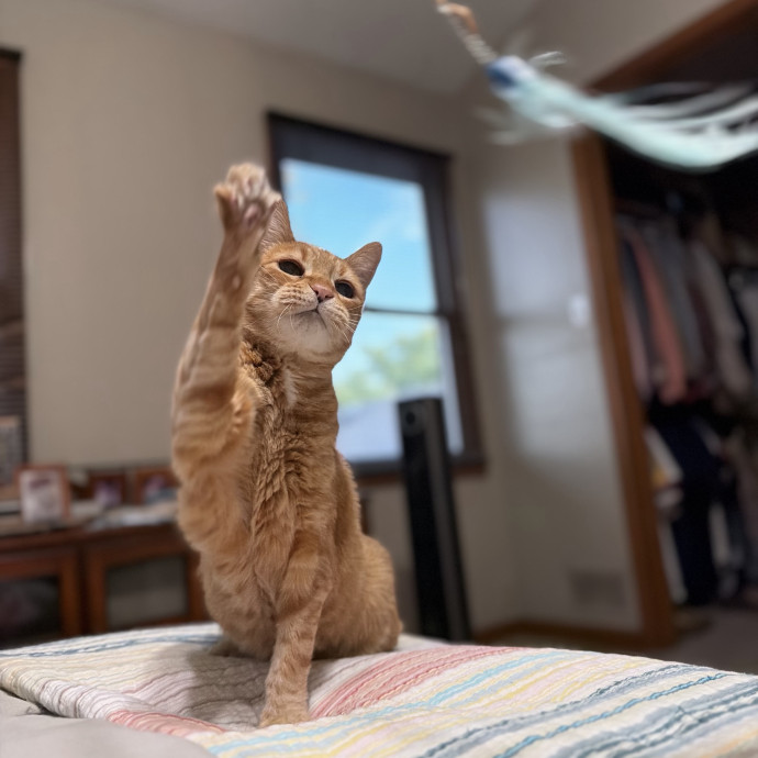 Julie's Purrfessional Cat Care