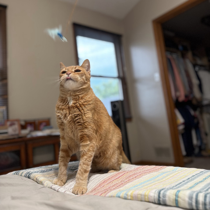 Julie's Purrfessional Cat Care
