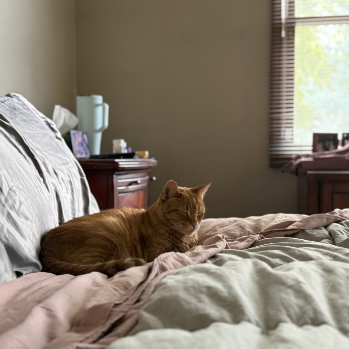 Julie's Purrfessional Cat Care