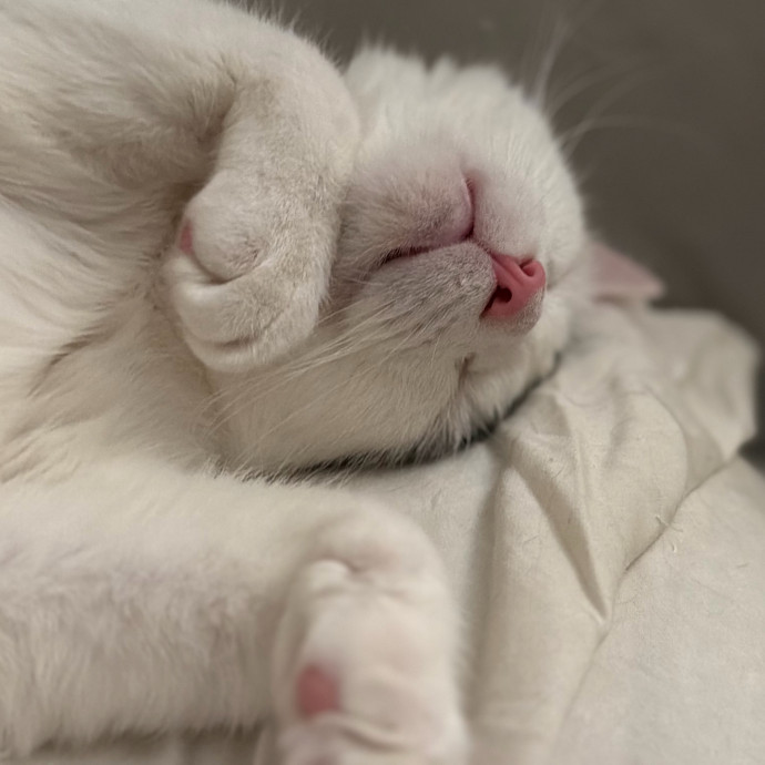 Julie's Purrfessional Cat Care
