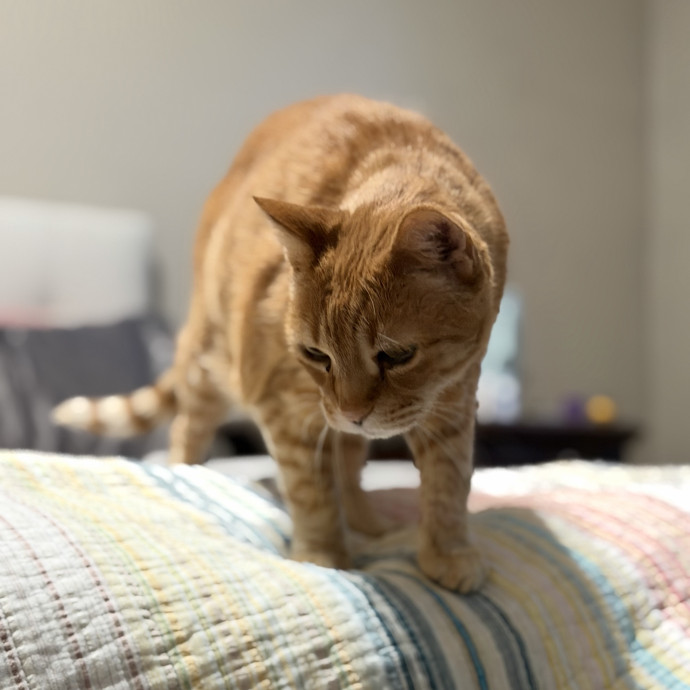 Julie's Purrfessional Cat Care