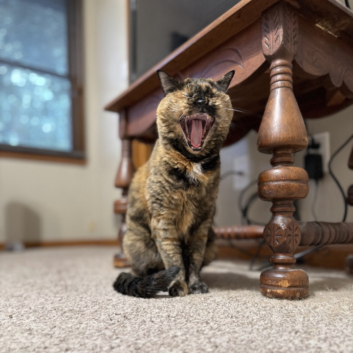 Julie's Purrfessional Cat Care