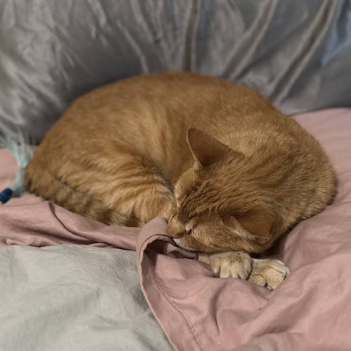 Julie's Purrfessional Cat Care