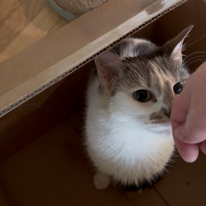 Julie's Purrfessional Cat Care