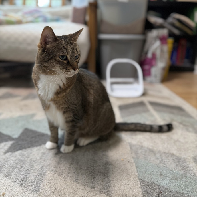 Julie's Purrfessional Cat Care