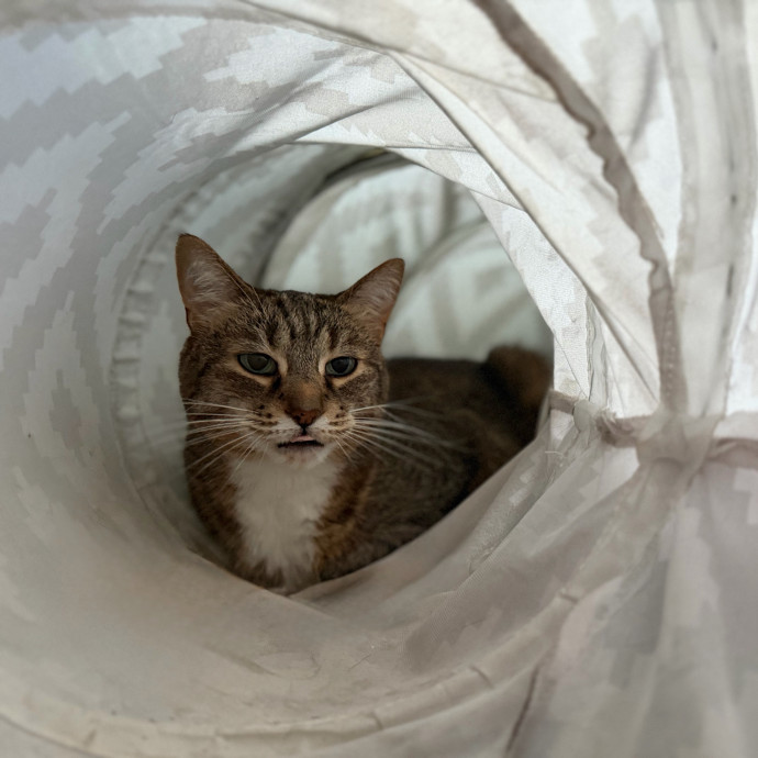 Julie's Purrfessional Cat Care