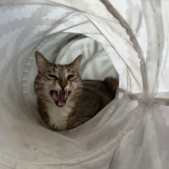 Julie's Purrfessional Cat Care