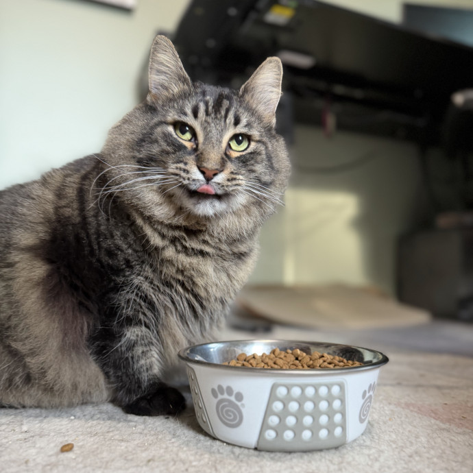 Julie's Purrfessional Cat Care