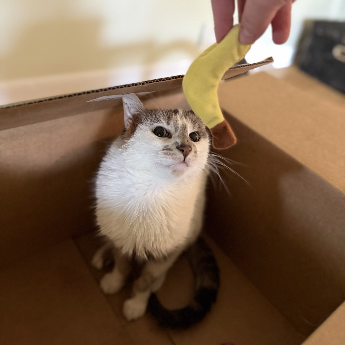 Julie's Purrfessional Cat Care