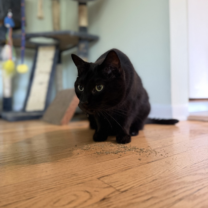 Julie's Purrfessional Cat Care