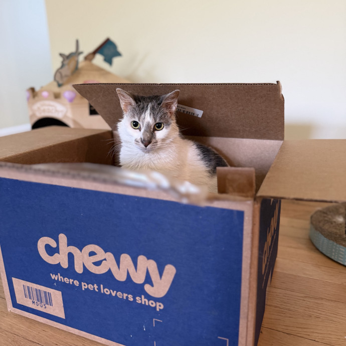 Julie's Purrfessional Cat Care