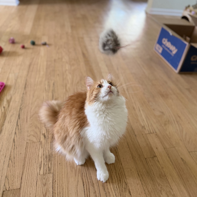 Julie's Purrfessional Cat Care