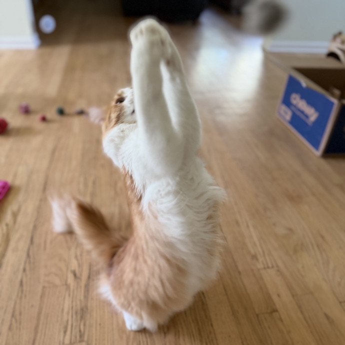 Julie's Purrfessional Cat Care