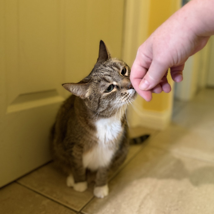 Julie's Purrfessional Cat Care