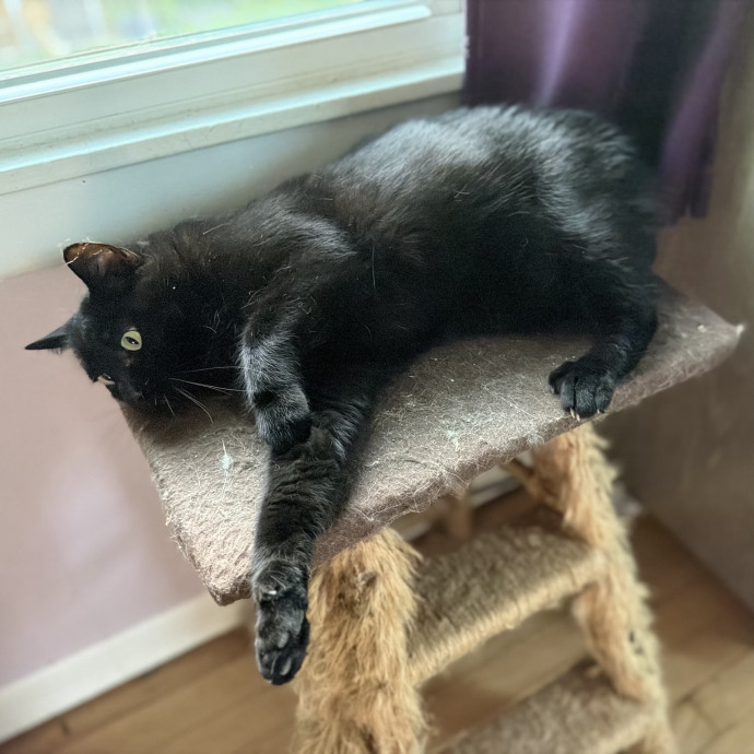 Julie's Purrfessional Cat Care