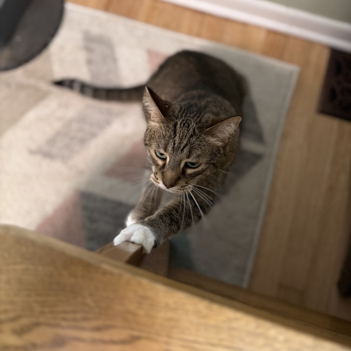 Julie's Purrfessional Cat Care