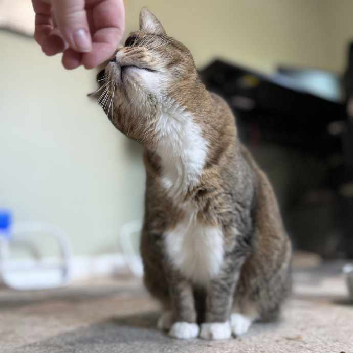 Julie's Purrfessional Cat Care