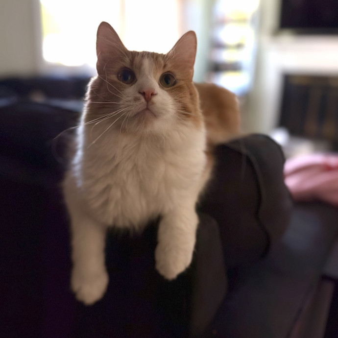 Julie's Purrfessional Cat Care