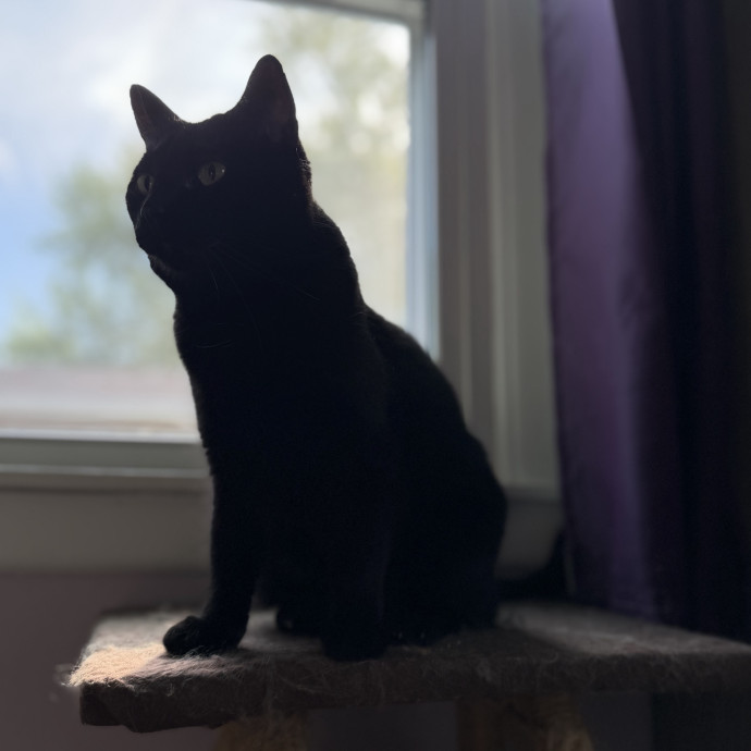 Julie's Purrfessional Cat Care