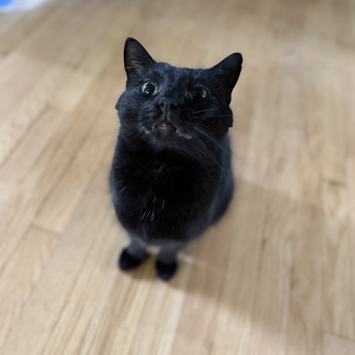 Julie's Purrfessional Cat Care