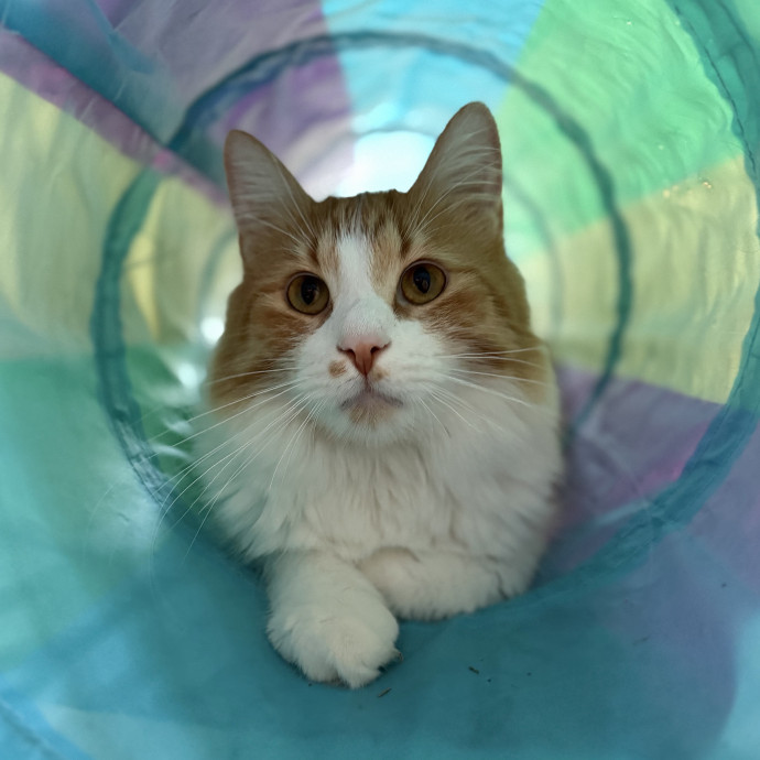 Julie's Purrfessional Cat Care