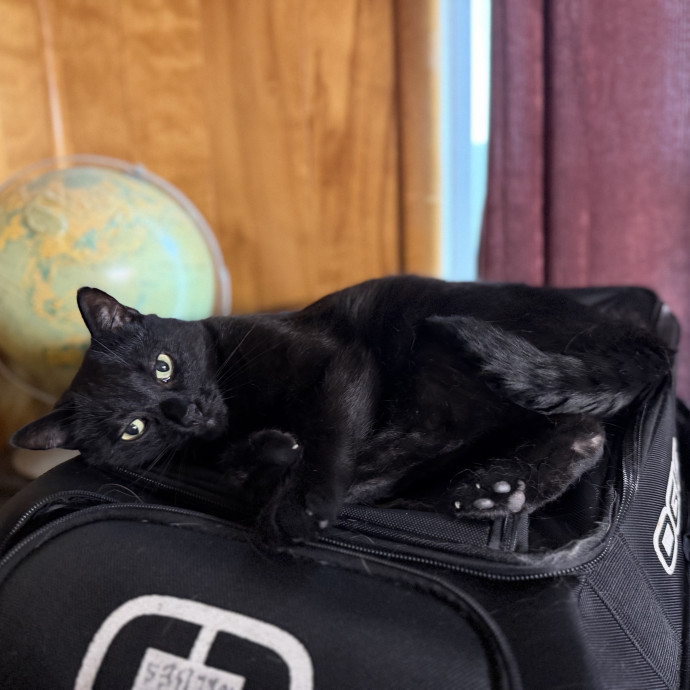 Julie's Purrfessional Cat Care