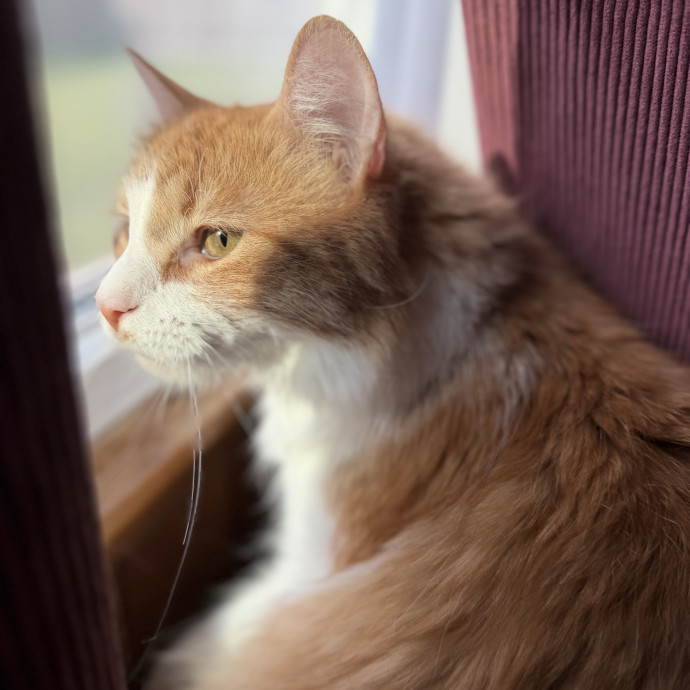 Julie's Purrfessional Cat Care
