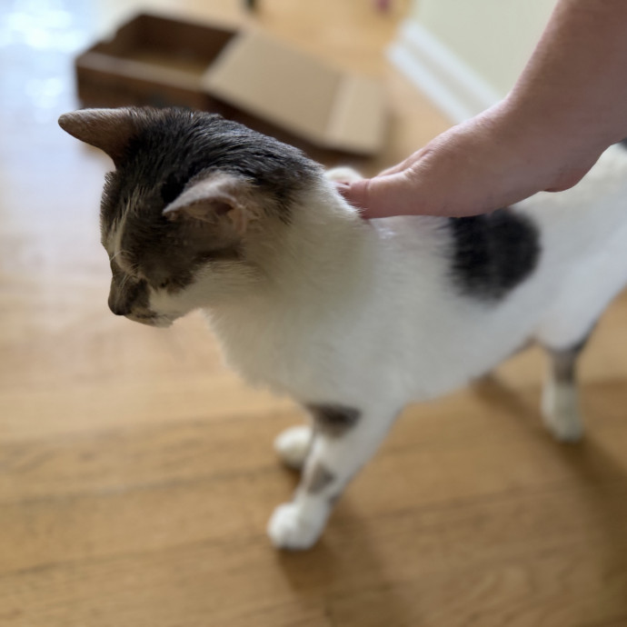 Julie's Purrfessional Cat Care
