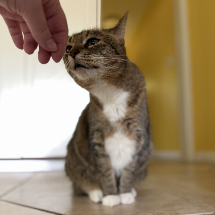 Julie's Purrfessional Cat Care