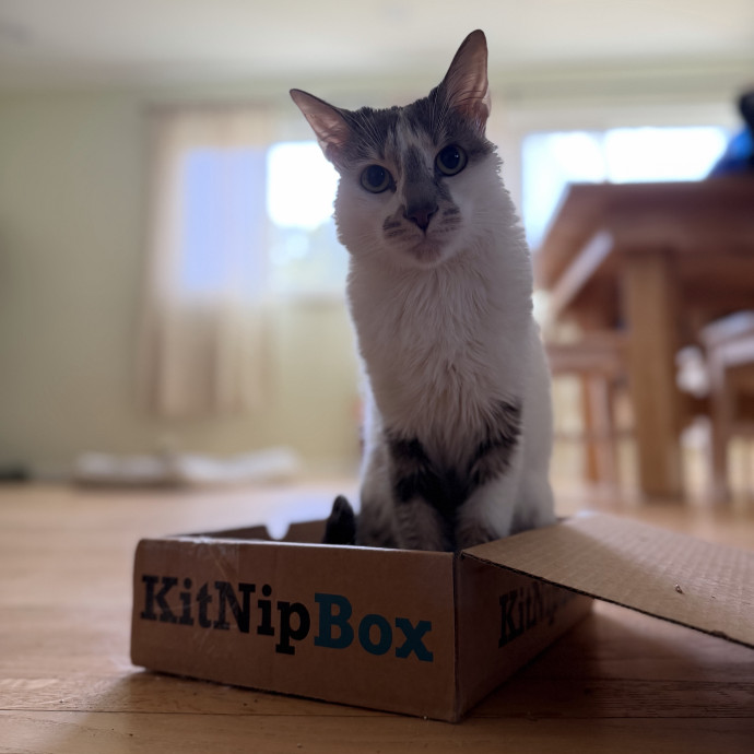Julie's Purrfessional Cat Care