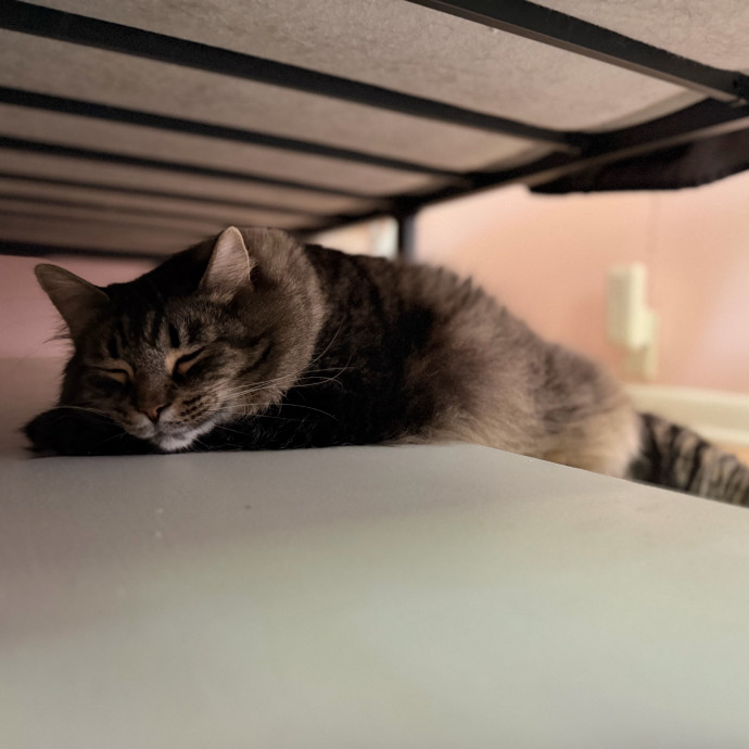 Julie's Purrfessional Cat Care