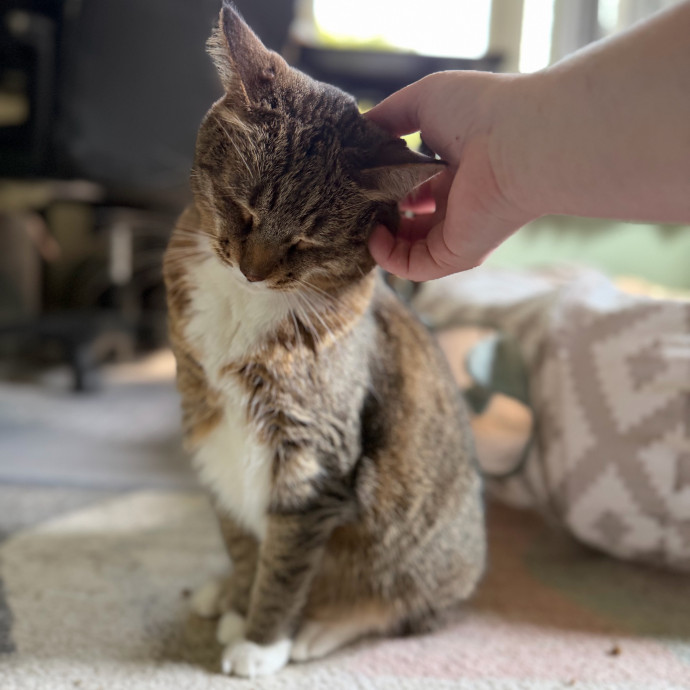 Julie's Purrfessional Cat Care photo 3