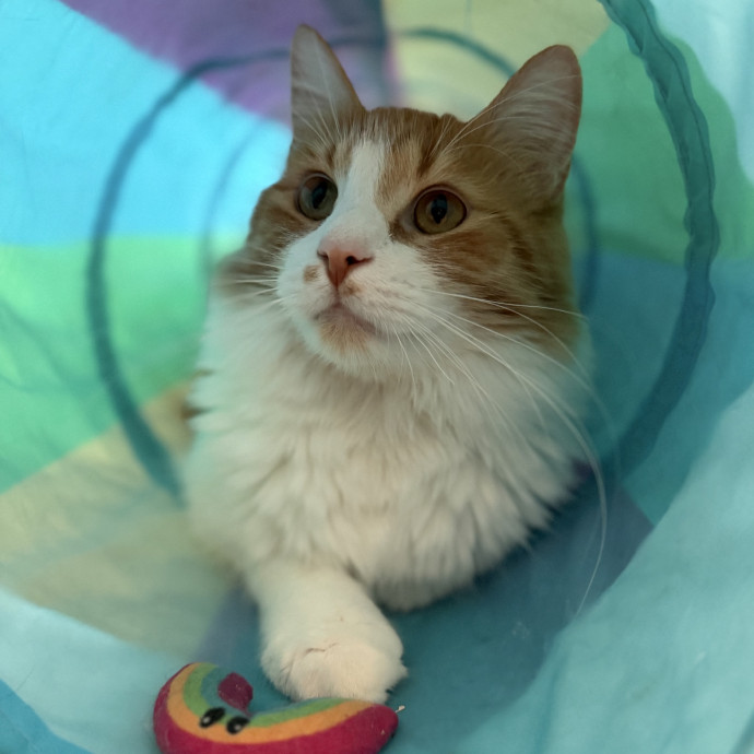 Julie's Purrfessional Cat Care photo 2