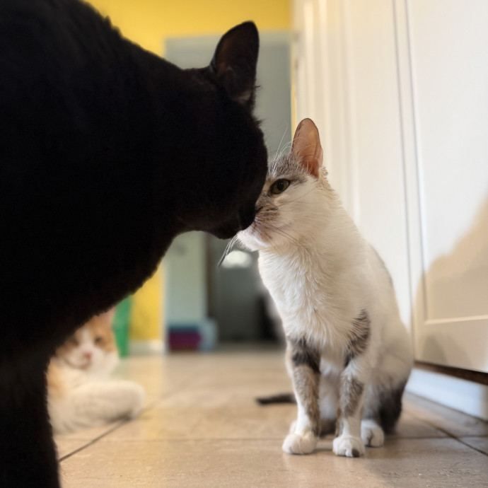 Julie's Purrfessional Cat Care