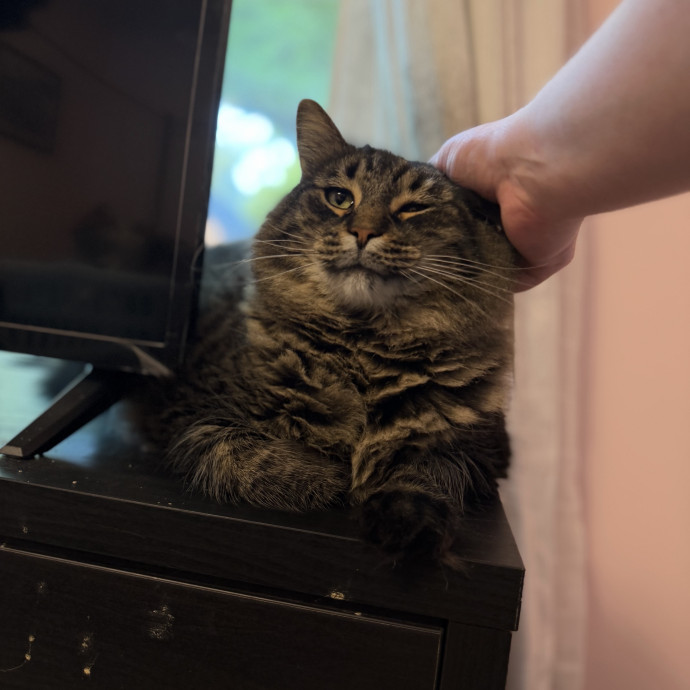 Julie's Purrfessional Cat Care