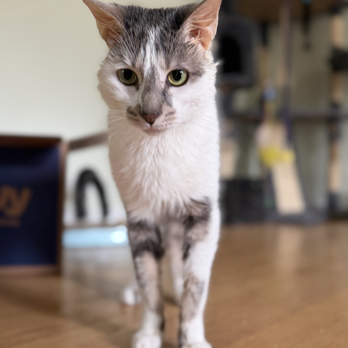 Julie's Purrfessional Cat Care
