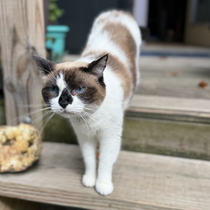 Julie's Purrfessional Cat Care